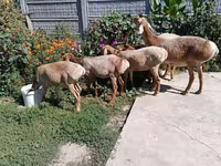 Sheep, Arashan sheep — photo 5