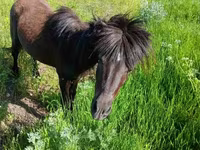Ձի, American shetland pony — լուսանկար 4