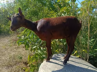 Ешкі, Murcia-Granada goats — 1-сурет