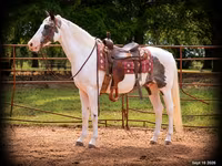 Hengst, National Show Horse — Foto 1