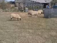 Խոյ, Scottish Blackface sheep — լուսանկար 2