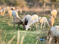 Խոյ, Katum sheep — լուսանկար 2