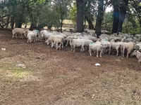Ոչխար, Baerchuke sheep — լուսանկար 4