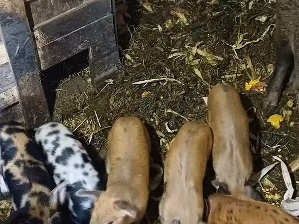 母猪, Pigs