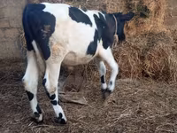 सांड, Russian Black pied cattle — फ़ोटो 7