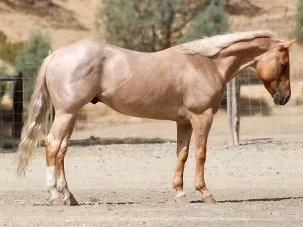Ձի, Quarter Horse