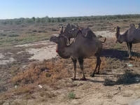 ناقة, Kazakh Bactrian camel — الصورة 1