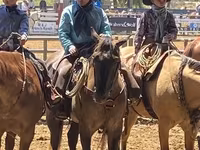 Hengst, Quarter Horse — Foto 8