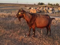 Արու այծ, Italian Alpine goat — լուսանկար 3