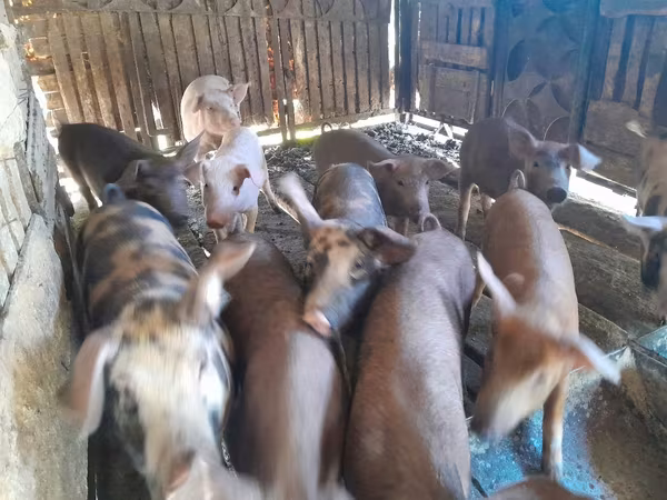 Säue, Schweine