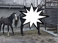 Էգ ձի, Orlov Trotter — լուսանկար 4