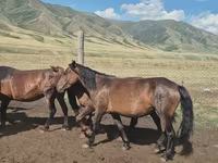 Էգ ձի, Ձիեր — լուսանկար 6