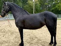 Էգ ձի, Friesian — լուսանկար 1
