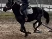 公马, Hungarian horse breed — 照片 5