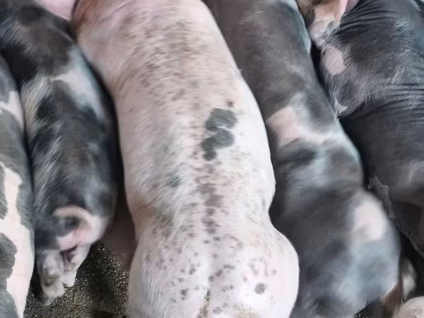 Eber, Schweine
