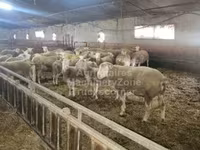 भेड़, Ile-de-France sheep — फ़ोटो 1