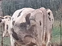 بقرة, Russian Black pied cattle — الصورة 7
