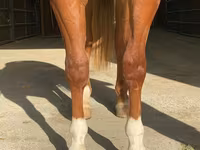 Hengst, Quarter Horse — Foto 4
