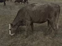 母牛, Red Polled Cow — 照片 6