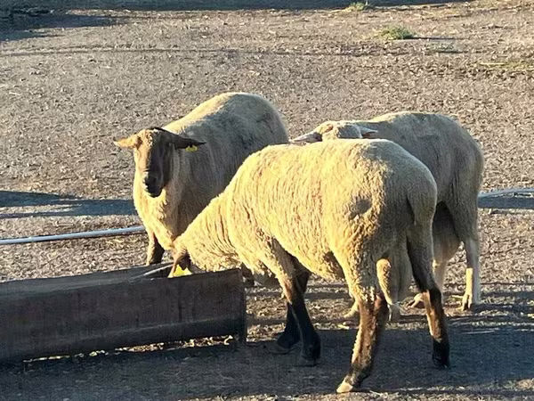 Ram, Hampshire sheep