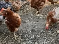 Chickens — 照片 2