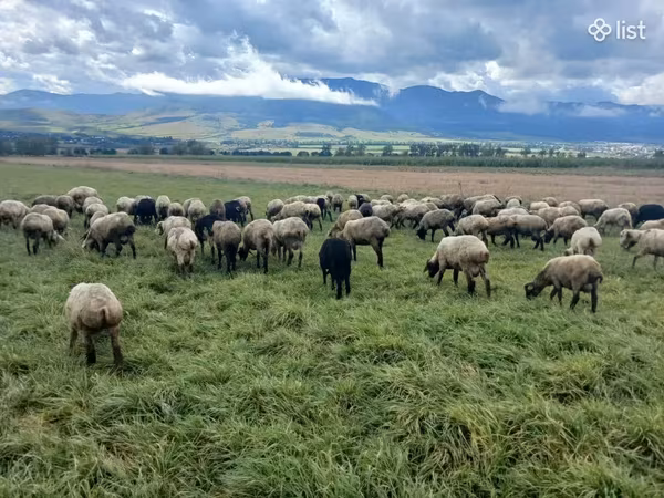 Խոյ, Ոչխարներ