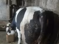 Bull, Russian Black pied cattle — photo 8