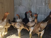 Ayam Cemani — photo 2