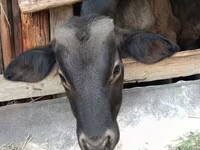 सांड, Swiss cattle — फ़ोटो 1