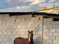 घोड़ा, Friesian sport horse — फ़ोटो 3