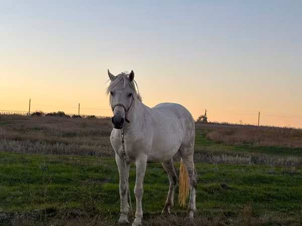 Mare, Horses
