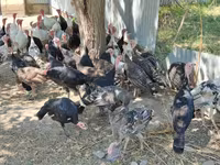 Turkeys — 4-сурет