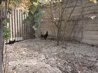 Chickens — 照片 1