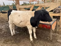 सांड, Swiss cattle — फ़ोटो 8