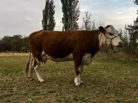 Kuh, Simmental cattle — Foto 1