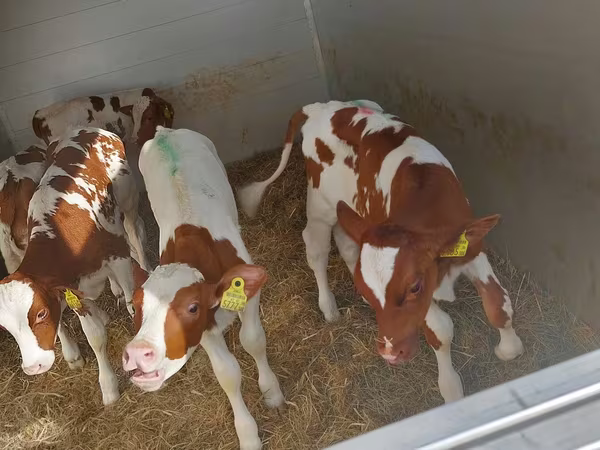 सांड, Simmental cattle