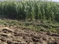 Եգիպտացորենի Սիլոսի Վաճառք — الصورة 2