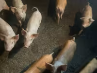 Eber, Schweine — Foto 2