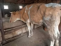 Vaca, Simmental cattle — foto 5