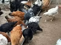 Chickens — photo 2