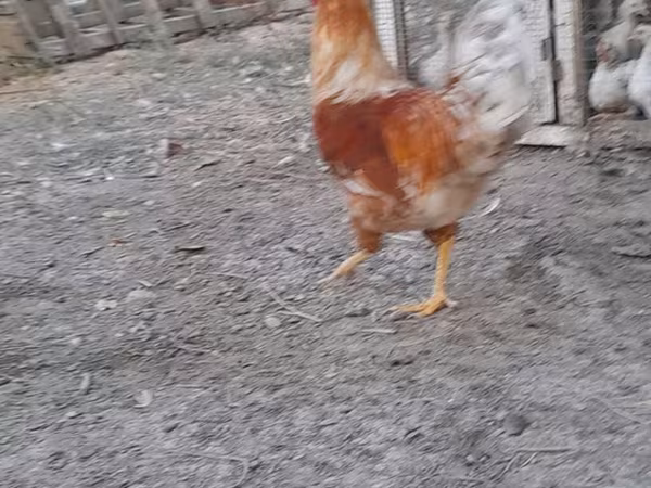 Ломан Браун