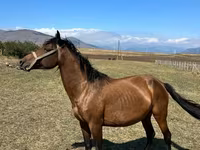 Mare, Horses — photo 4