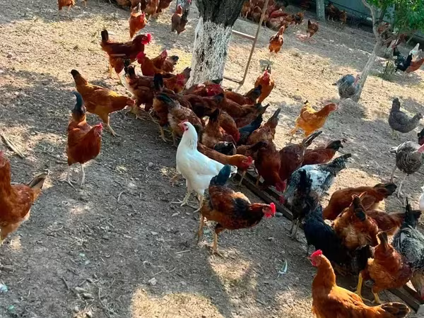 Chickens — Armenia