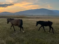 Mare, Horses — photo 1