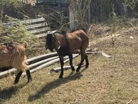 Goat, Alpine goat — photo 1