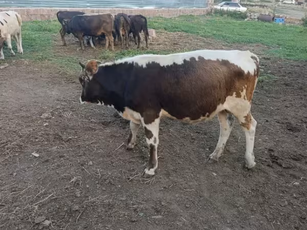 Արու այծ, Այծեր