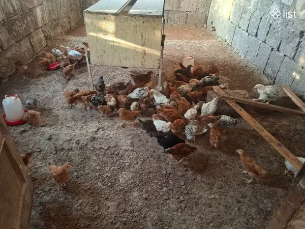 Chickens