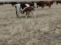 Сиыр, Simmental cattle — 3-сурет