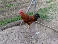 Chickens — Foto 1
