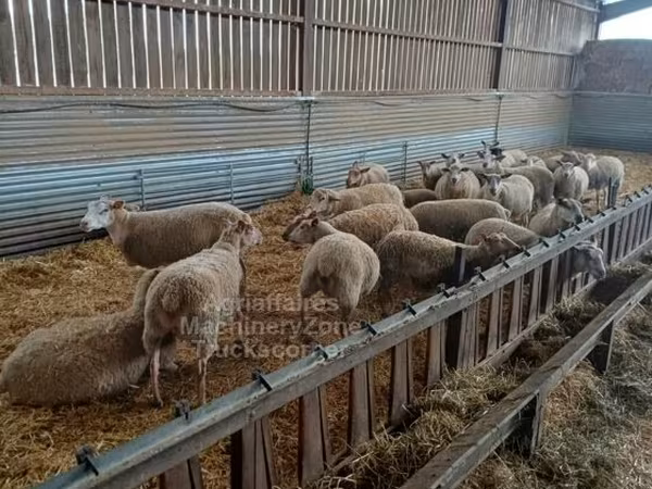 Ոչխար, Rouge de l’Ouest sheep